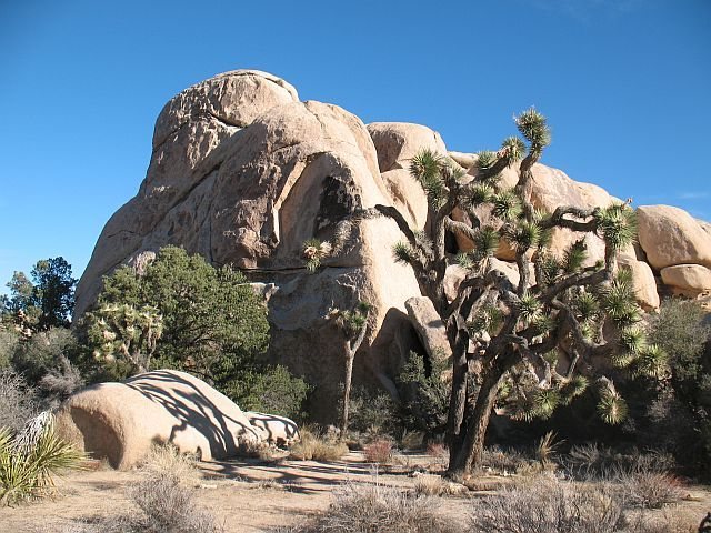 dinosaur np