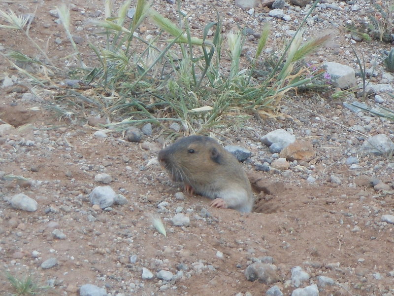 A Western Pocket Gopher enjoying the spring and the lush vegetation bordering the parking area at Texas Canyon.