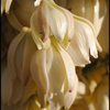 Mojave Yucca detail.<br>
Photo by Blitzo.