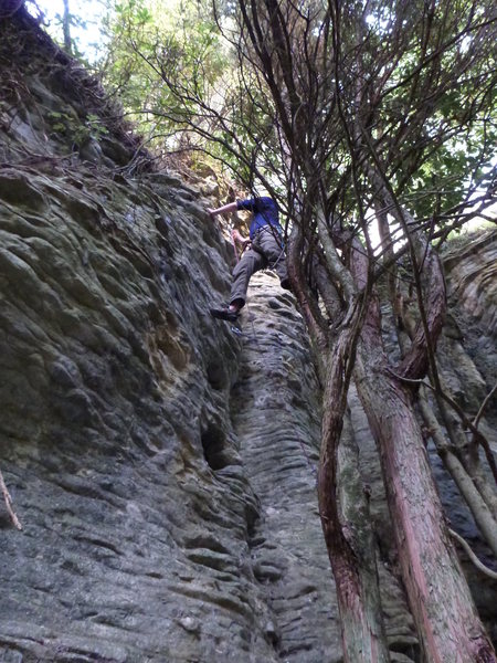 Tree bridge