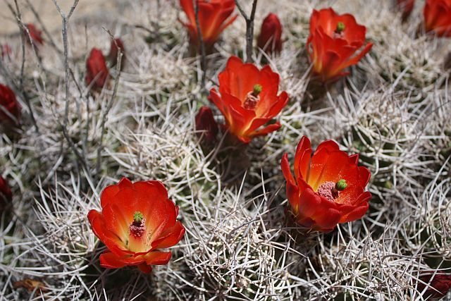Claret Cup (Echinocereus triglochidiatus) near Little Hunk, Joshua Tree NP