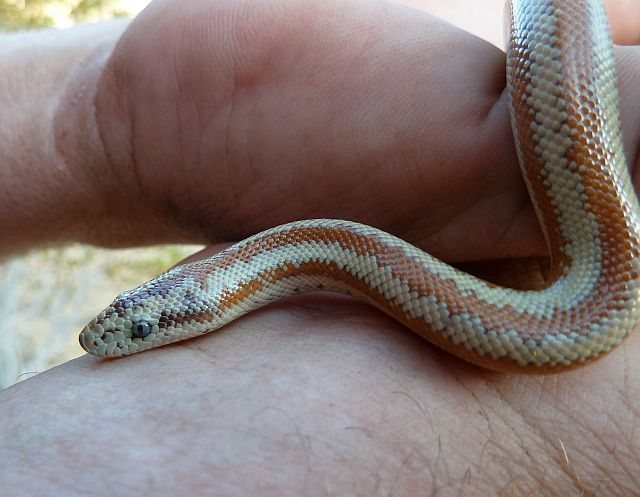Juvenile Desert Rosy Boa (Lichanura trivirgata gracia), Mojave Desert<br>
<br>