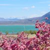 Mono lake, pink-flowering bush, and Sierra