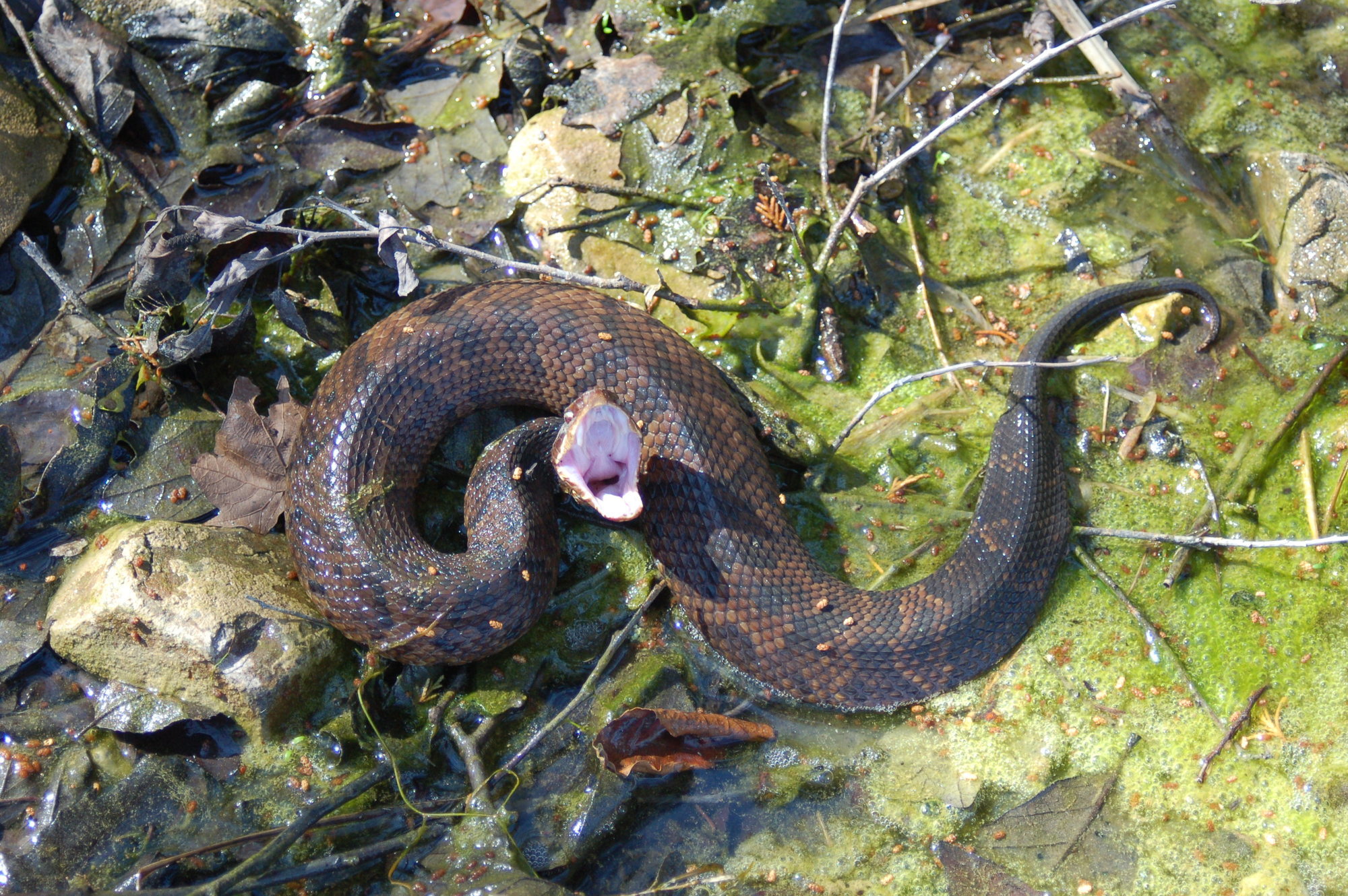 Water Moccasin Snake Look Alike at Alfonso Sanchez blog