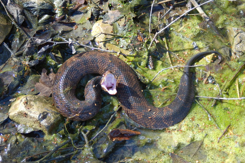 Water Moccasin 1