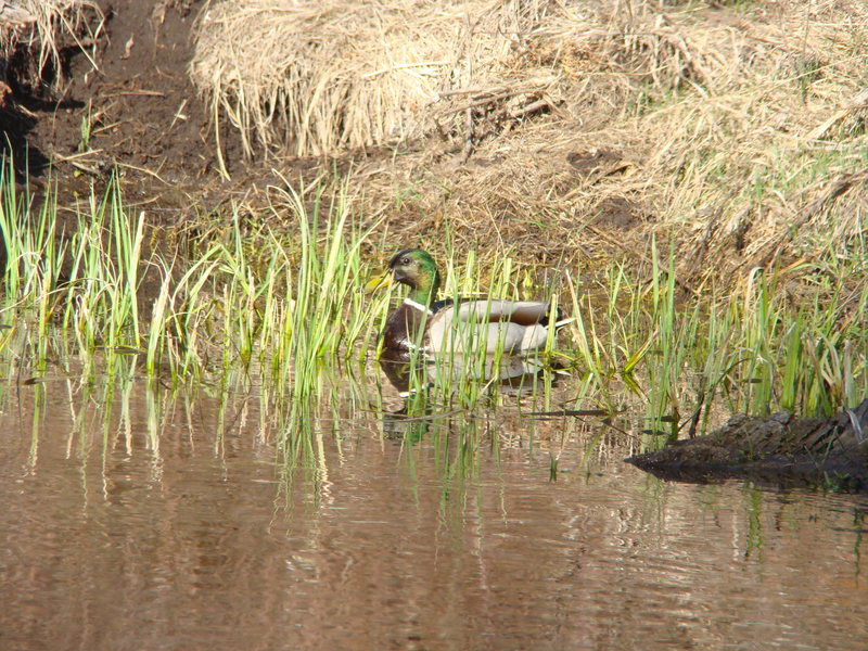 Our friend, Mallard, hanging out by the bridge that leads to The Shadowlands.