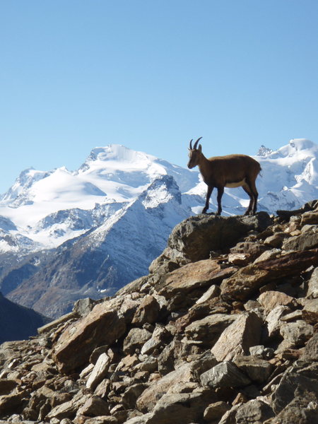 One of the locals heading up to climb the Jeigihorn near Saas-Fee Switzerland a couple years ago.