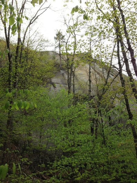 Main face right of Tower Gully. The tree of Ignorton with slings and fresh woodpecker damage is visible in the center. Smitty's Red Bag (5.11a) climbs the face directly beneath the tree; while Overnight Sensation climbs the clean white rock to the right of the tree.