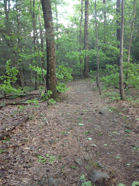 the trail in