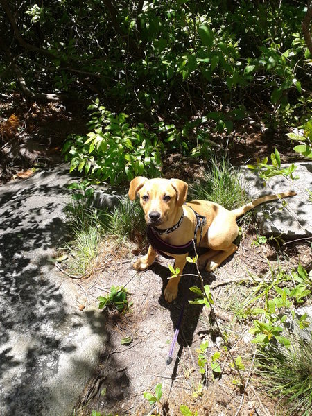 Nova at the base of Laurel Knob. 12 weeks old, 6 mile day, 1,200' of elevation change, no sweat!