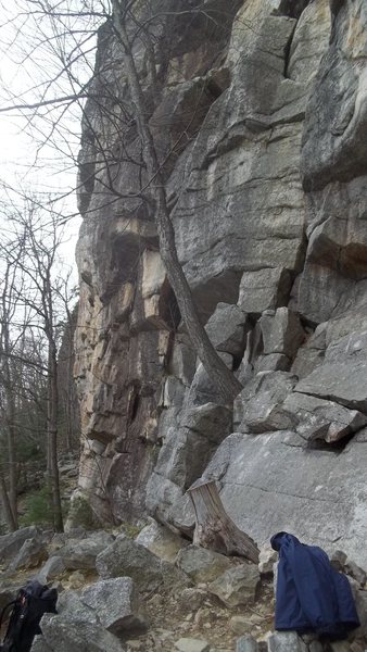 The base of Gelsa, marked by the large tree growing up and out from the blocky crack at the base of cliff. <br>
<br>
The first belay point tree can be seen in the upper 1\5 of the pic parallel and on the right to the main tree. True color of rock is creamy yellow as seen in the other pics.