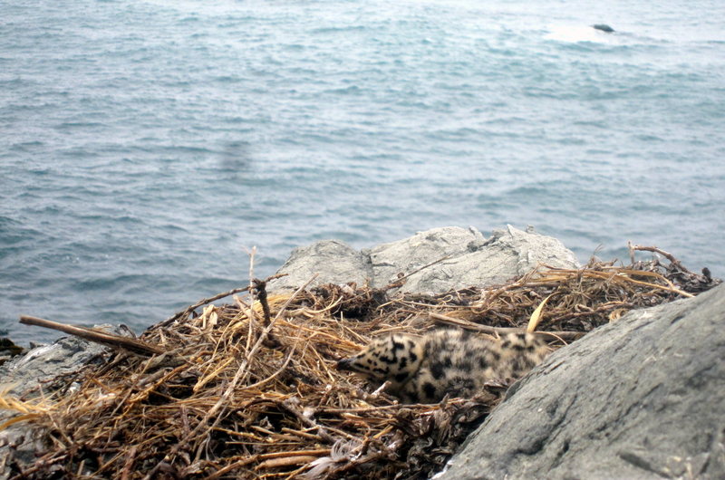 This is zoomed,,, I kept as respectful a distance as possible by hanging off the bolts to belay my 2nd, but still got dive bombed by seriously pissed off gulls the whole time I was up there.