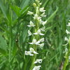 white rein orchid (Platanthera leucostachys) on the N Fork of Big Pine Creek trail