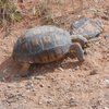 Desert tortoise eating greens along the trail to the Dog Wall.