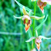 Epipactis gigantea (stream orchid)