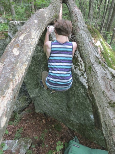 Sam threading the needle for the tuff between the tree finish on Timber.
