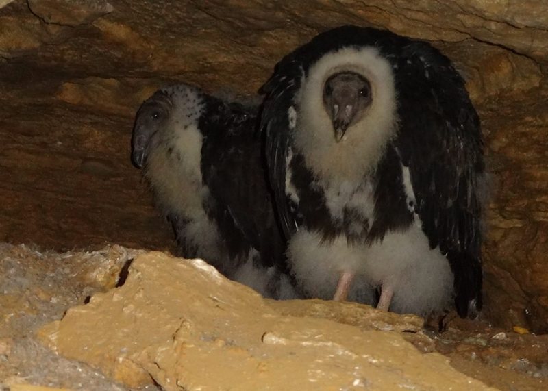 Aug 10, 2013 - look who's living in the eye of Cyclops! Maybe climb Ziploc or Suicide and see if they are home before climbing Cylcops anytime soon. Photo: Angie Jacobsen