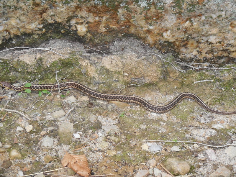 A young local that was crawling around at the base of "Maria Direct."
