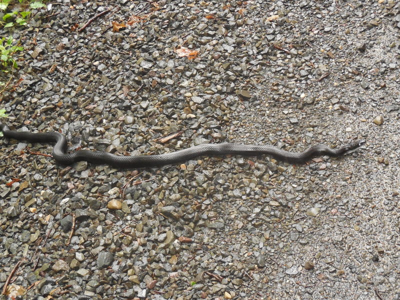A young Rat Snake looking for some lunch on the carriage road near the trail up to High Exposure.