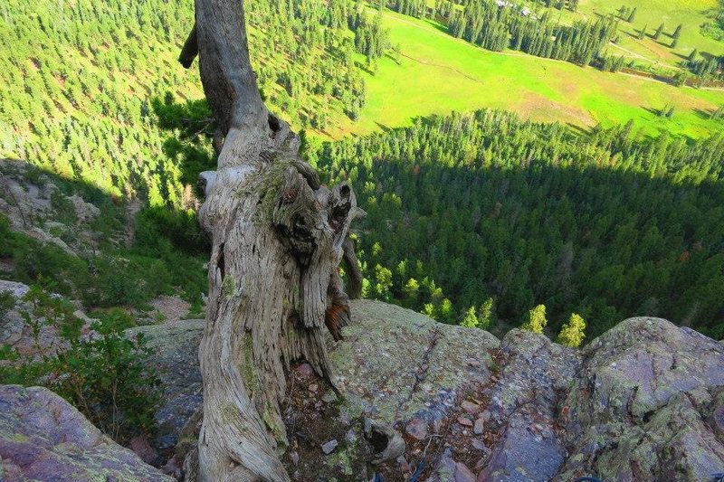 The dead tree on pitch 2 belay ledge.