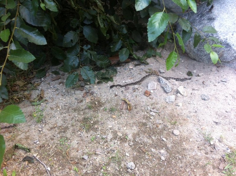 Big Buzz Worm by the Bridge boulder