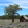 Weathered cabin and pines, Holcomb Valley