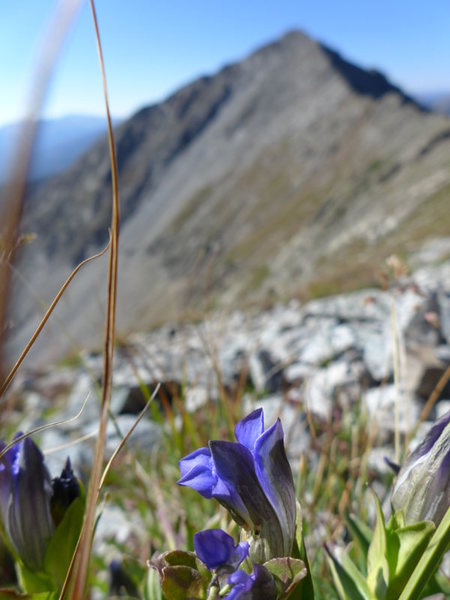 Gentian.