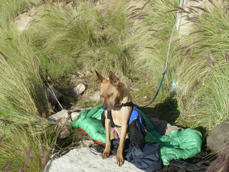 Bruzer on bivy guard at ECM.