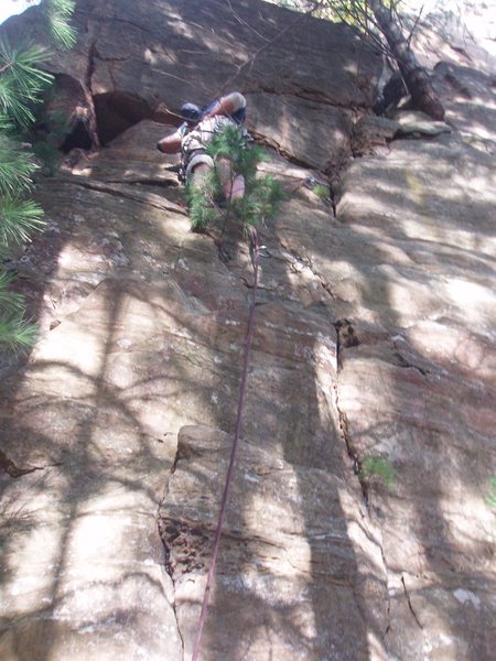 Reaching the little pine, will be able to sling pine in 5 yrs