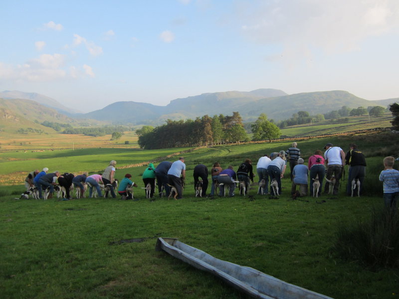 Hound Trails, another popular Lake District sport. Racing hound dogs over a 10 mile course of aniseed scent trail. Usual time about 20 mins to cover the 10 miles.
