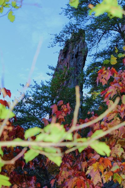 Pinky Pillar Wall<br>
<br>
Crowders Mountain State Park, North Carolina