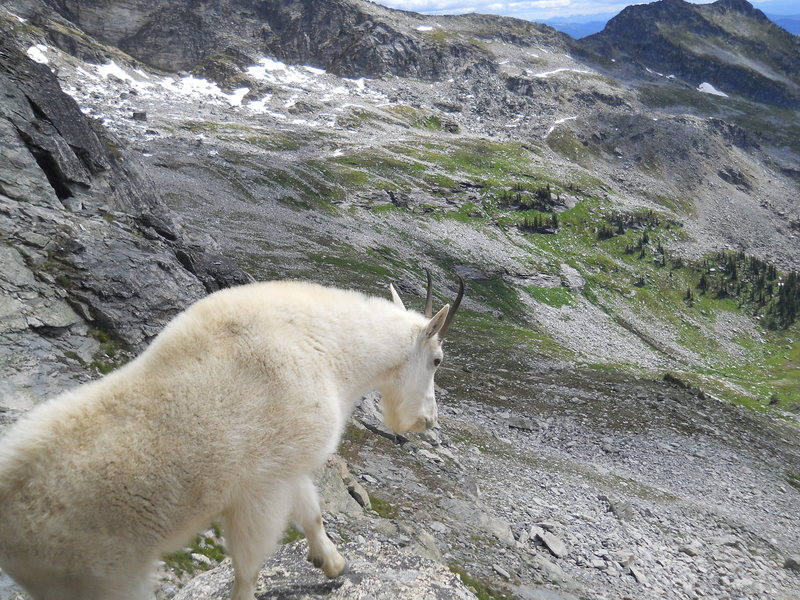 Mtn Goat crowds the start of Gimli's South Ridge.