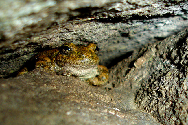 This Foothill Yellow-Legged frog had taken up residence in one of the cracks that comprises Many Happy Returns at San Ysidro.