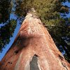 Giant Sequoia at the McKinley Grove, Western Sierra 