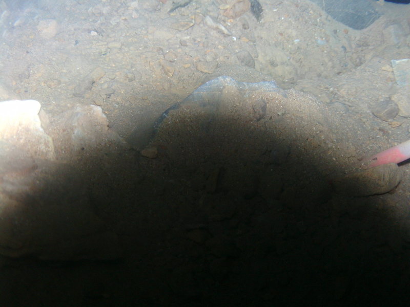 Picture of some underwater stuff taken with just the camera submerged half a foot . Depth 3 ft.