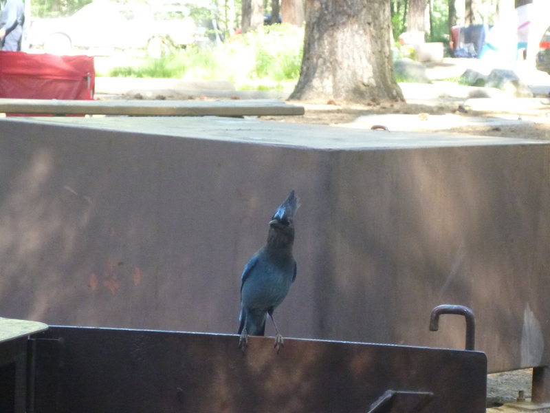 Surprised no one has posted one of these guys yet. Stellar's Jay in Yosemite