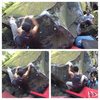 Nuuanu Zombie Boulders, Low traverse V2