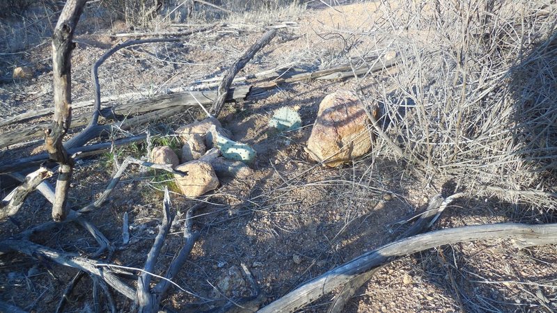Where there was one, now there are two. After rescuing this Opuntia stem that some twisted soul stabbed with a stick and left to die, someone has, again, tried to destroy it by breaking it in two, with a rock. Now there are two rescues.