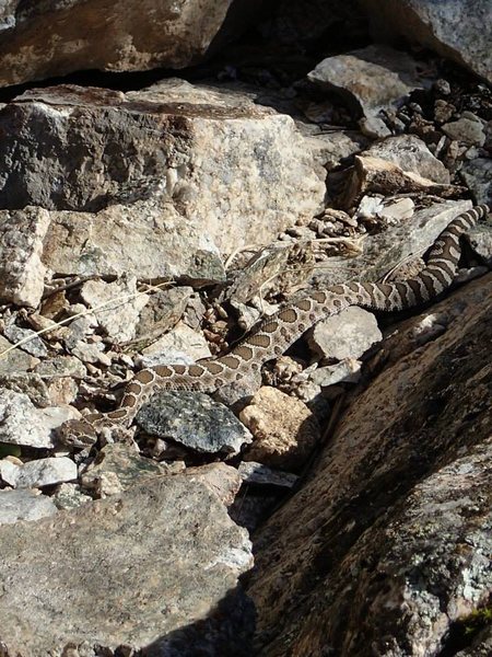 One of four rattlers sunning themselves at the base of Rattle and Hum, Oct. 3rd 2013