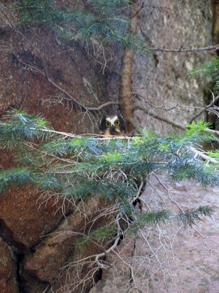 Shirley Mountains: A saw-whet owl posed for many "no flash" shots of himself in a very dark dense canopied limber pine forest on the slope and rocks of the east facing escarpment. Shutter speed was 2.0 sec and this was the stillest I could hold the camera for that time.