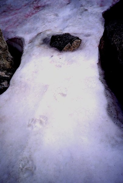 Grizzly paw prints on snow field, Wolfs Ears peak,