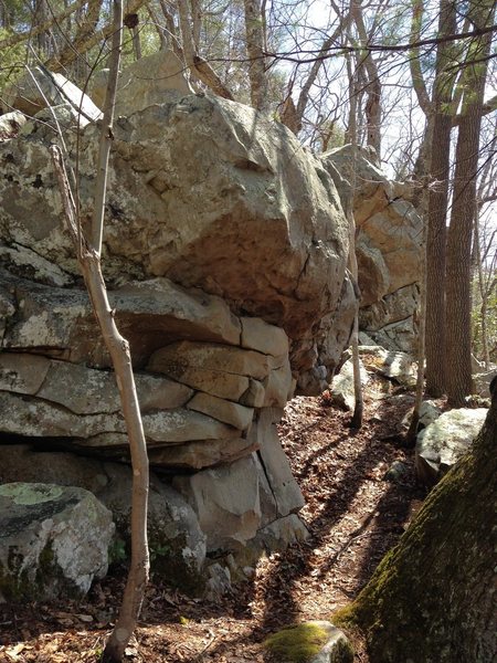 climb in front of big mossy tree