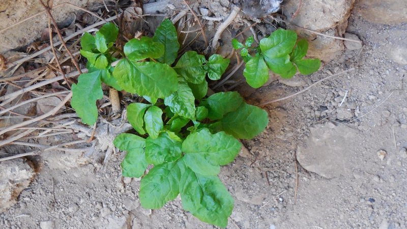 Poison Oak used to be prevalent on the west side of the gap between the Hatchery and the Egg, but gone now.
