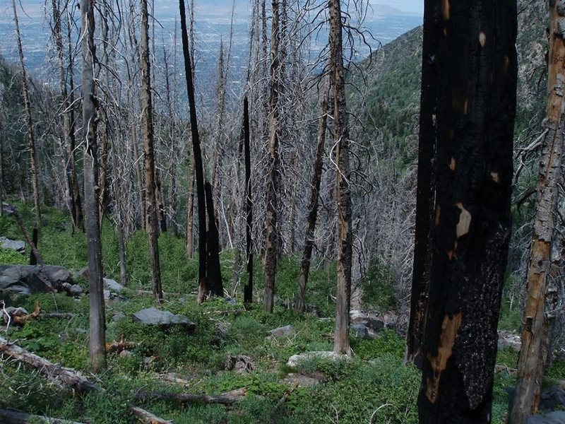 There was a fire a while back that burnt many of the pines trees growing in the cirque at the top of the canyon