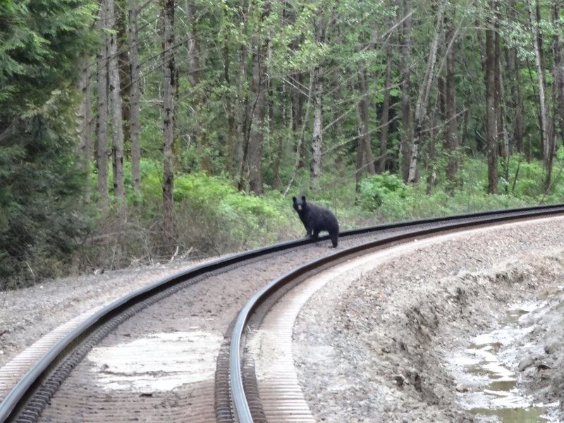 Saw this guy on the walk to the River Boulders today.