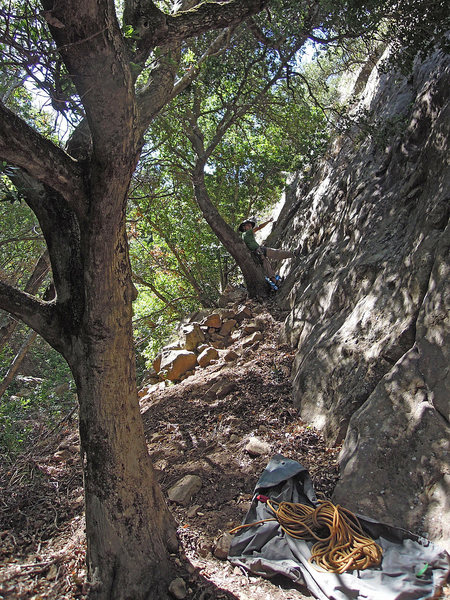 A belayer startled from his nap against the tree at the base of "Piano Lessons."