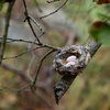 Anna's Hummingbird nest, San Ysidro Canyon