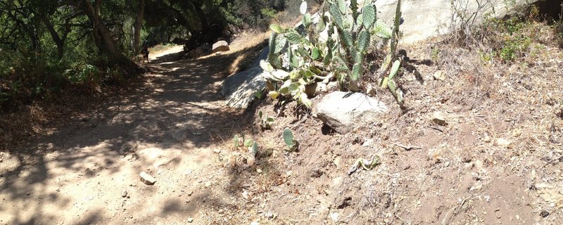 This is a view from the main trail immediately before taking the left down towards the creek.On the right behind the cactus is the 40 degree slab. At this point you are very close to climbing.