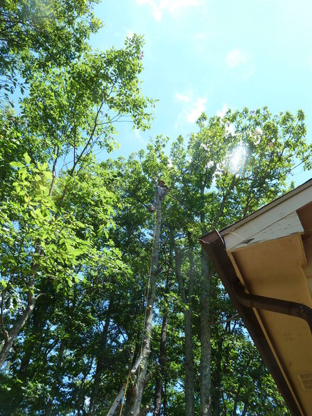 Turns out cutting down trees from the top is awesome fun and similar to rock climbing