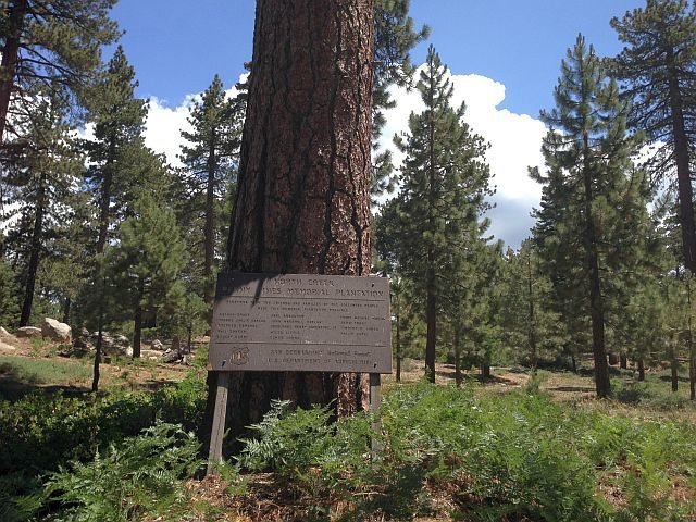North Creek Penny Pines Memorial Plantation (2N10), San Bernardino Mountains